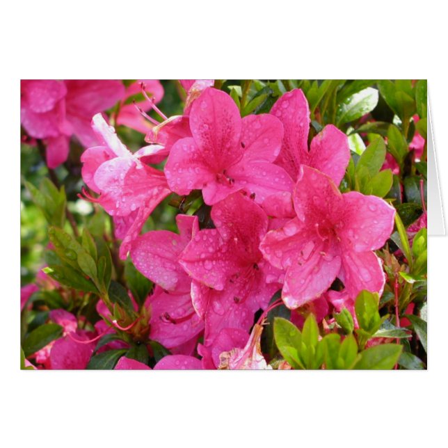 Rododendros rosados (Anverso (Horizontal))