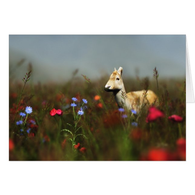 Roe en una carta de Meadoe (Anverso (Horizontal))