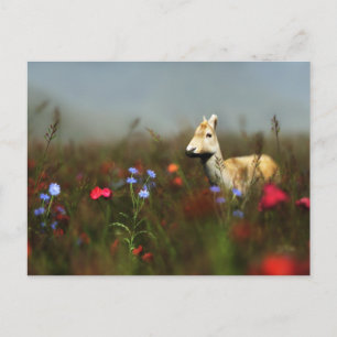 Roe en una postal pradera