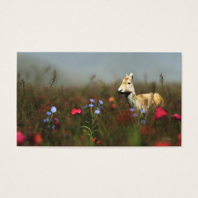 Roe in a Meadow Bookmarks (Frente)