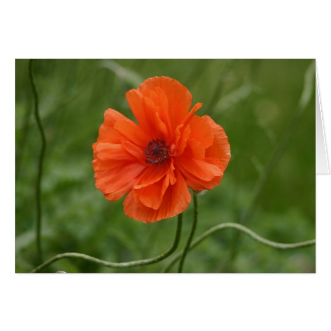 Rojo (Anverso (Horizontal))