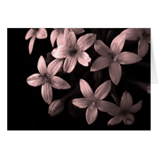 rojo (Anverso (Horizontal))