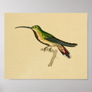 Rojo 1830 del verde de la impresión del colibrí