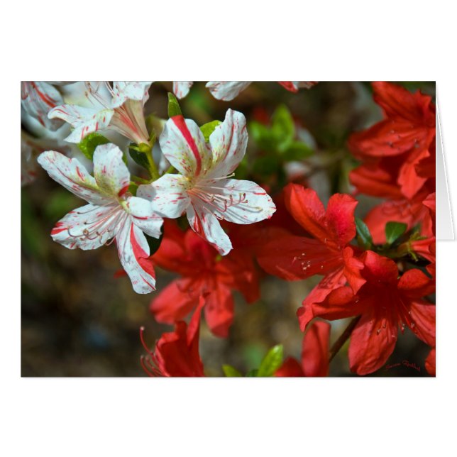 Rojo, blanco y bello (Anverso (Horizontal))