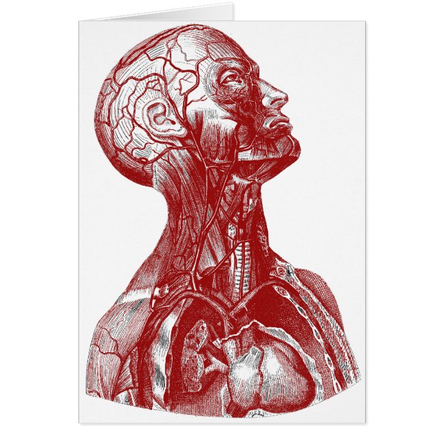 Rojo del busto de la anatomía (Frente)