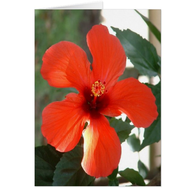 Rojo grande (Frente)