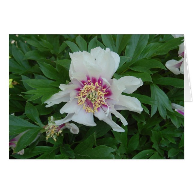 Rojo y blanco (Anverso (Horizontal))