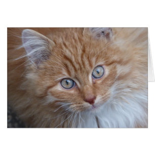 Rojo y blanco, de larga afluencia, cara de gato ta
