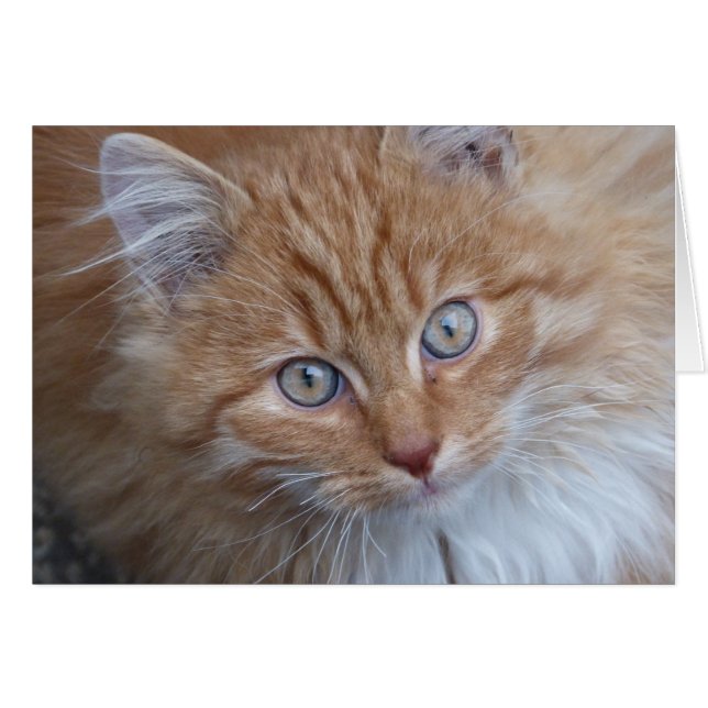 Rojo y blanco, de larga afluencia, cara de gato ta (Anverso (Horizontal))