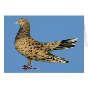 Roller oriental volador Pigeon Almond