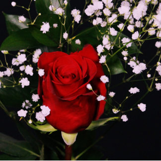 Romántica tarjeta de San Valentín de Rosas Rojas