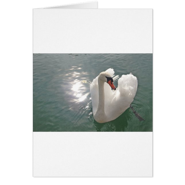 Romantischer weisser Schwan (Frente)