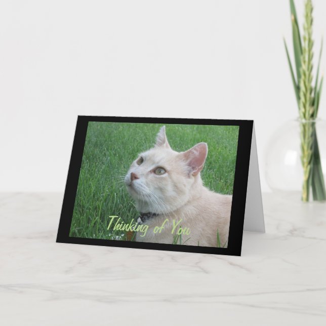 Romeo El Gato Pensando En Tu Tarjeta De Saludo (Anverso)