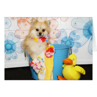 Romeo - Pomeranian -1