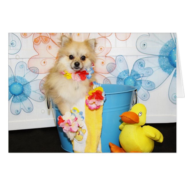 Romeo - Pomeranian -1 (Anverso (Horizontal))
