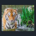 Rompecabezas acrílico del tigre<br><div class="desc">Visite nuestra tienda para encontrar una gran colección de rompecabezas:
rompecabezas de viaje Naturaleza rompecabezas vintage niños rompecabezas puzzless puzzlesanimales rompecabezas Cars Puzzles edificios Puzzlesflores rompecabezas rompecabezas</div>