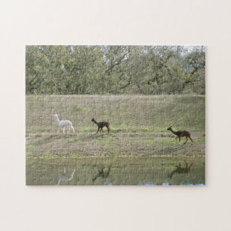 Rompecabezas - Alpacas en la Colina