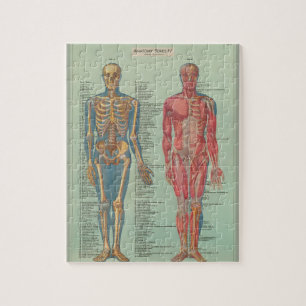 Rompecabezas - Anatomía