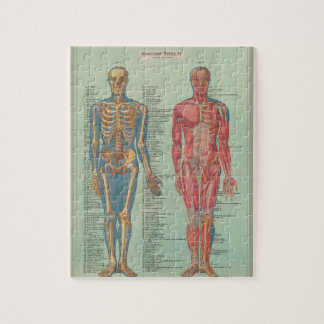 Rompecabezas - Anatomía