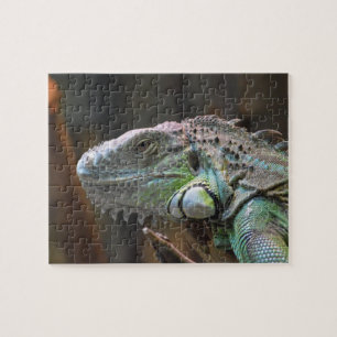 Rompecabezas con la cabeza del colorido lagarto de