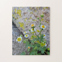 Rompecabezas Daisy Dots of Delight, 11" x 14", 252