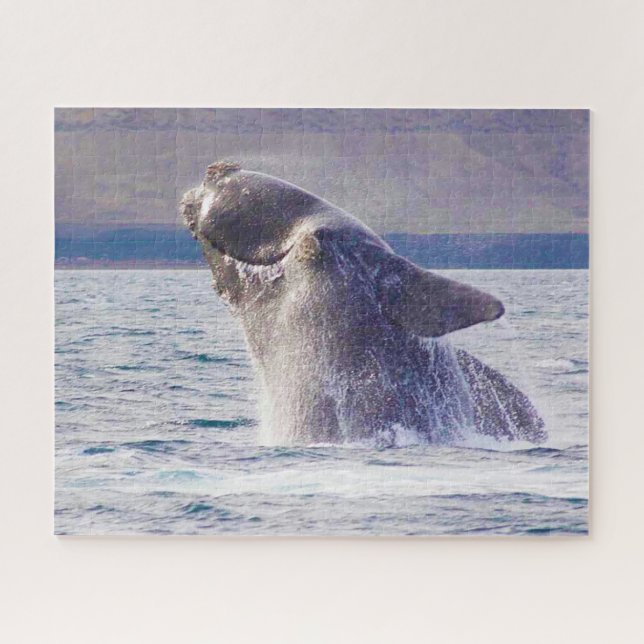 Rompecabezas de ballena franca (Horizontal)
