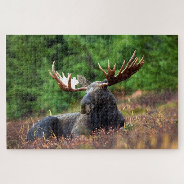 Rompecabezas de Bull Moose Jigsaw (Horizontal)