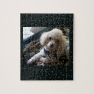 Rompecabezas de caniche blanco