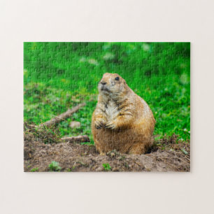 Rompecabezas de cerda de cerdo con cola negra