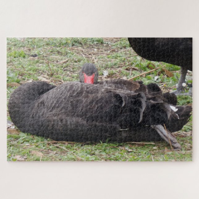 Rompecabezas de cisne negro (Horizontal)