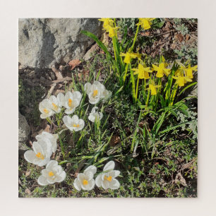 Rompecabezas de Daffodils y Crocus Jigsaw