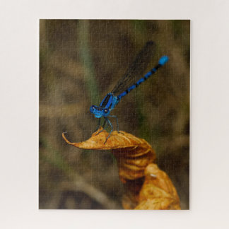Rompecabezas de Damsel Fly Jigsaw