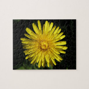 Rompecabezas de Dandelion