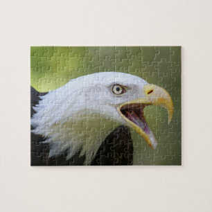 Rompecabezas de Eagle calvo