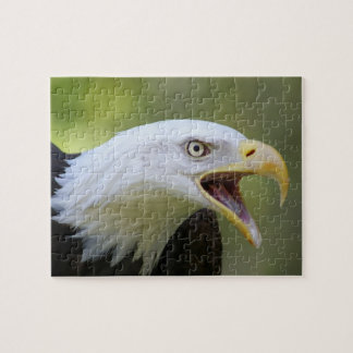 Rompecabezas de Eagle calvo