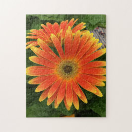 Rompecabezas de flores Gerbera Daisy