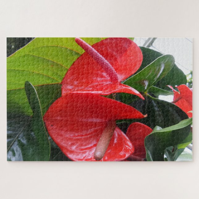 Rompecabezas de flores rojas (Horizontal)