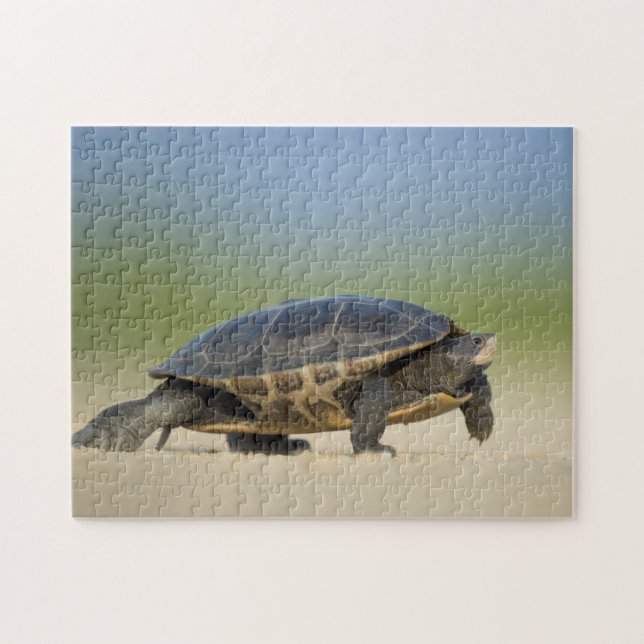 Rompecabezas de foto de cerca de tortuga / anfibio (Horizontal)