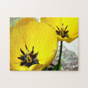 Rompecabezas de fotos de tulipanes amarillos