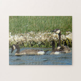 Rompecabezas de gansos canadienses B37