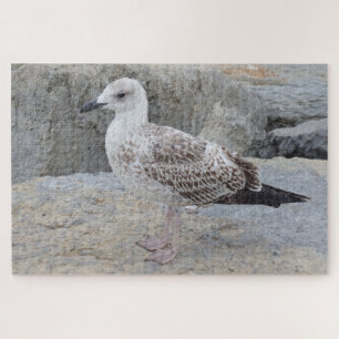 Rompecabezas de Gaviota Bebé