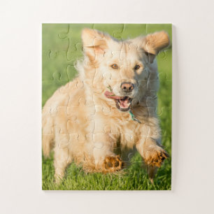 Rompecabezas de Golden Retriever