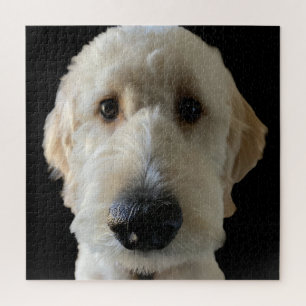 Rompecabezas de Goldendoodle