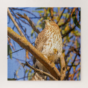 Rompecabezas de Halcón Arte de Aves Rapaces de l