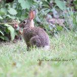 Rompecabezas de jigsaw acrílico conejo trasero 8 x<br><div class="desc">Rompecabezas de Jigsaw Acrílico conejo de patio trasero, de WildNest Backyard Bunny Acrylic Jigsaw Puzzle by WildNest es un rompecabezas acrílico de alta calidad de edición limitada que presenta un conejo adorable en un exuberante patio verde. Esta es la primera en la serie de rompecabezas de vida salvaje de WildNest....</div>