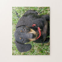 rompecabezas de jigsaw - Dachshund