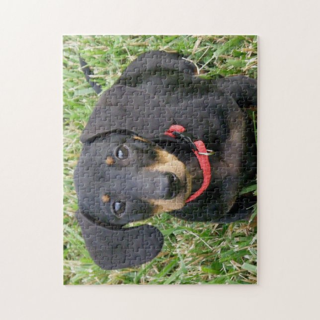 rompecabezas de jigsaw - Dachshund (Vertical)