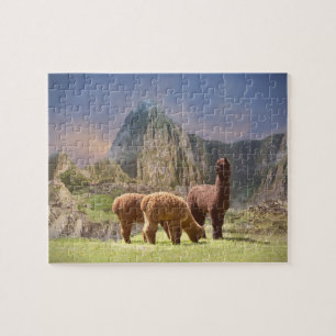 Rompecabezas de la alpaca