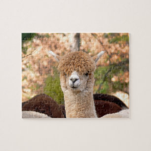 Rompecabezas de la alpaca con la caja de regalo
