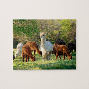 Rompecabezas de la alpaca con la caja de regalo
